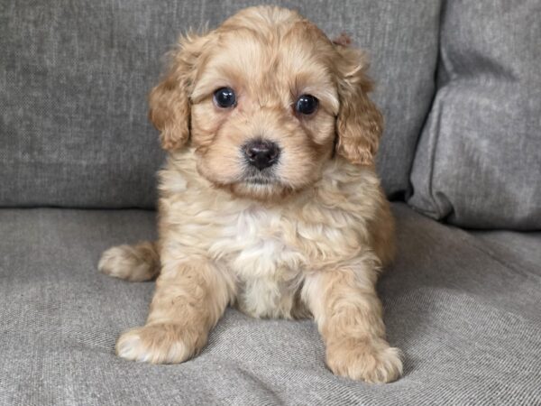 Georges Cavapoo