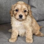 Jeanette Cavapoo