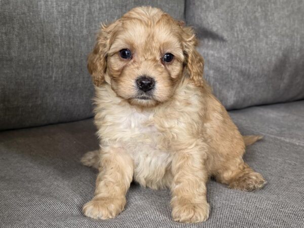 Georges Cavapoo