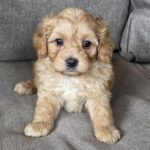 Georges-male-cavapoo-puppy-for-sale-1 (4)