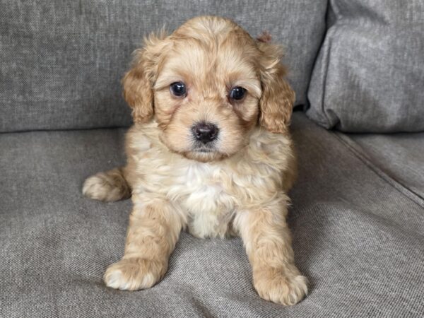 Georges Cavapoo