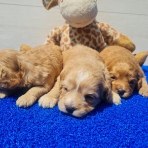 Girls Cavapoo