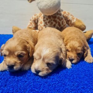 Girls Cavapoo