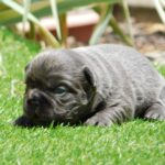 Gloria-female-fluffy-puppy-for-sale- (1)