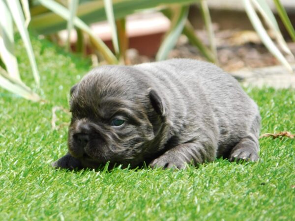 Gloria Fluffy French Bulldog