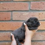 Gloria-female-fluffy-puppy-for-sale- (2)