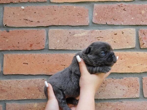 Gloria Fluffy French Bulldog