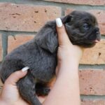 Gloria-female-fluffy-puppy-for-sale- (3)