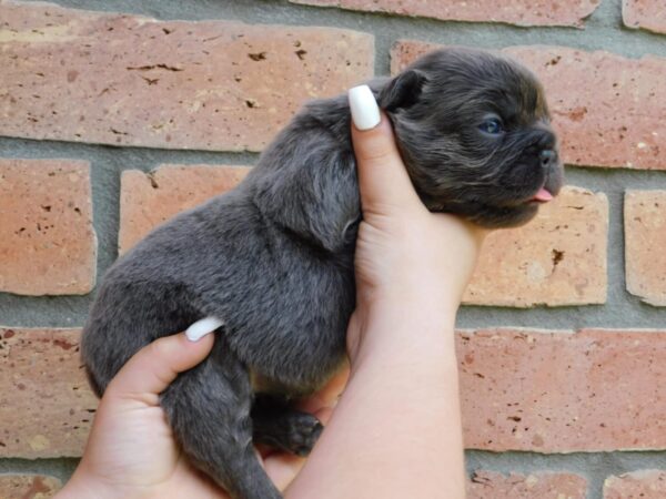 Gloria Fluffy French Bulldog