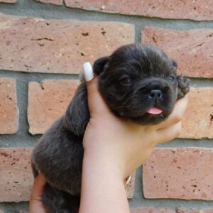 Gloria Fluffy French Bulldog