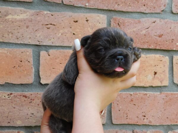 Gloria Fluffy French Bulldog