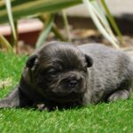 Gloria-female-fluffy-puppy-for-sale- (5)