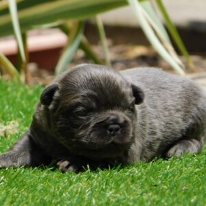 Gloria Fluffy French Bulldog