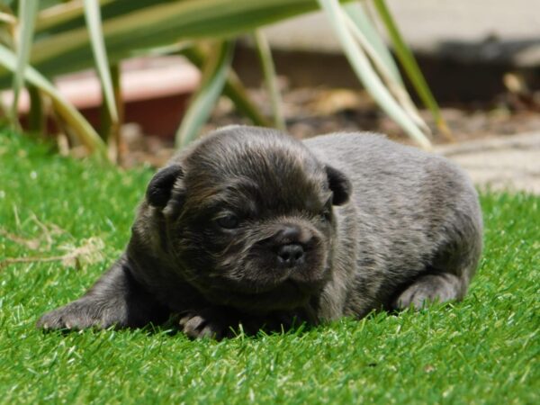 Gloria Fluffy French Bulldog