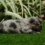 Grace-female-fluffy-puppy-for-sale- (1)