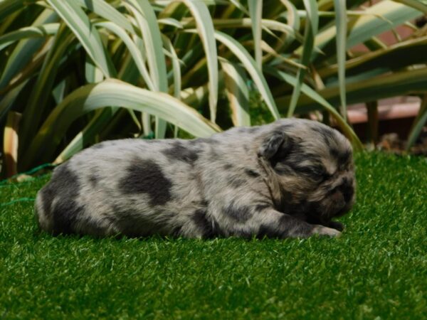 Grace Fluffy French Bulldog