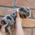 Grace-female-fluffy-puppy-for-sale- (2)