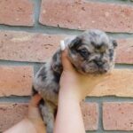 Grace-female-fluffy-puppy-for-sale- (3)