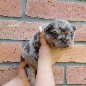 Grace Fluffy French Bulldog