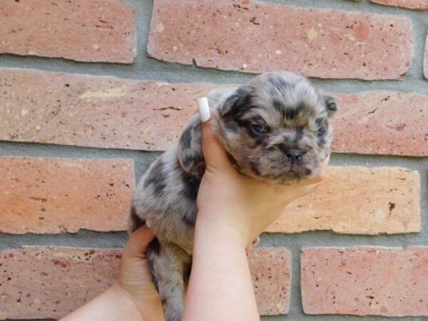 Grace Fluffy French Bulldog