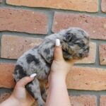 Grace-female-fluffy-puppy-for-sale- (4)