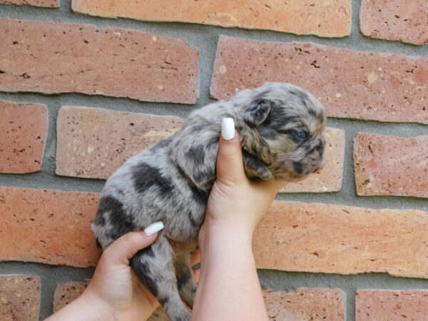 Grace Fluffy French Bulldog