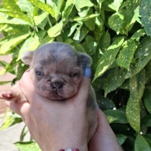 Hedy French Bulldog