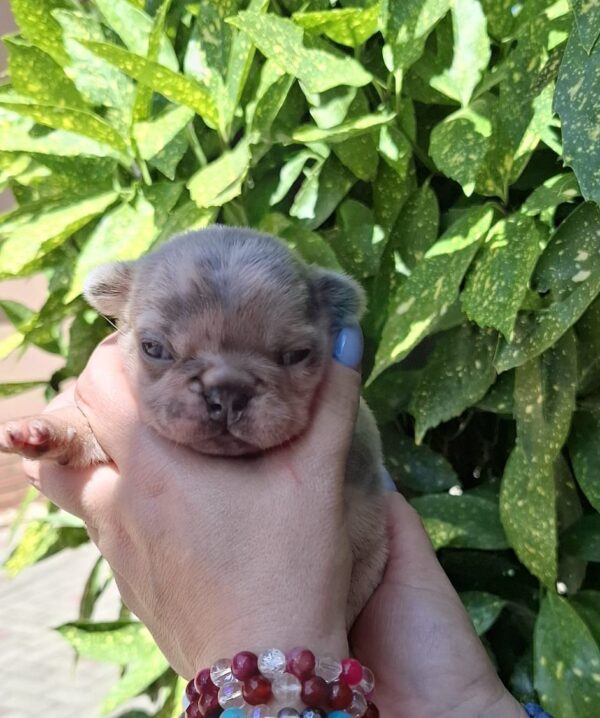 Hedy French Bulldog