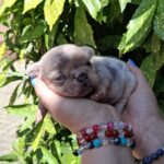 Hedy-female-french-bulldog-puppy-for-sale-1 (2)