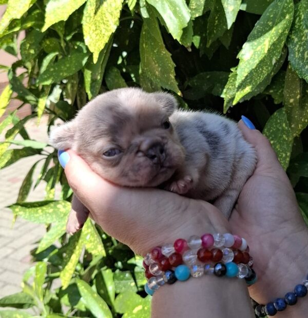 Hedy French Bulldog