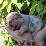 Hedy-female-french-bulldog-puppy-for-sale-1 (3)