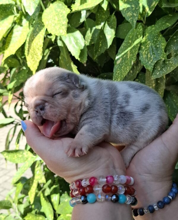 Hedy French Bulldog