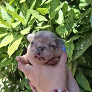 Hedy French Bulldog