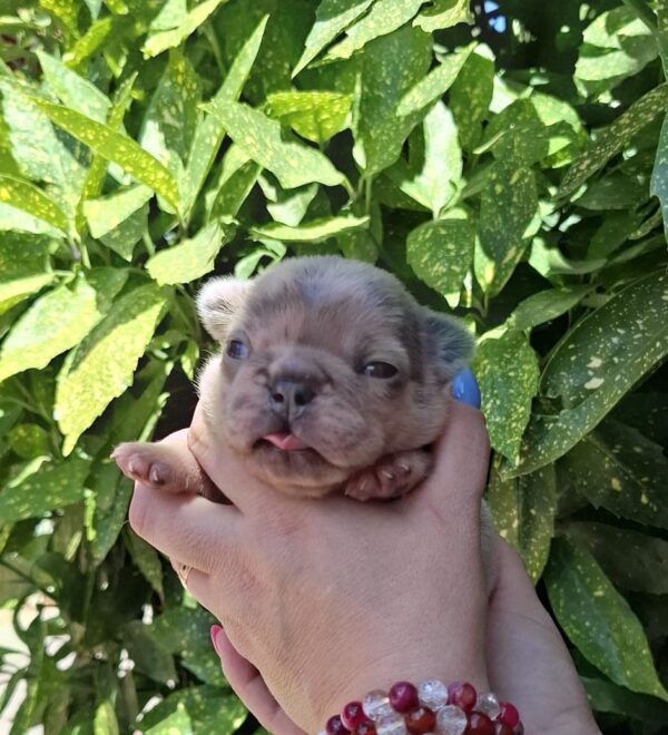 Hedy French Bulldog
