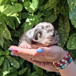 Helen French Bulldog