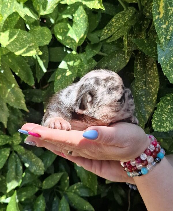 Helen French Bulldog