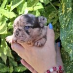 Helen-female-french-bulldog-puppy-for-sale-1 (2)