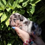 Helen-female-french-bulldog-puppy-for-sale-1 (3)
