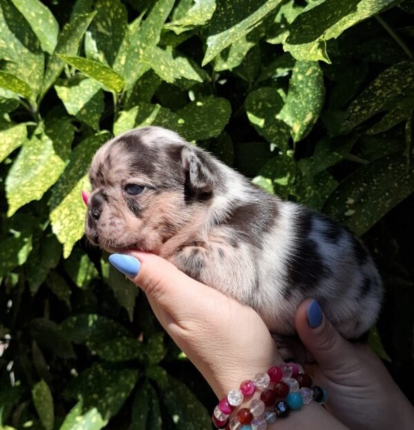Helen French Bulldog