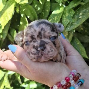 Helen French Bulldog