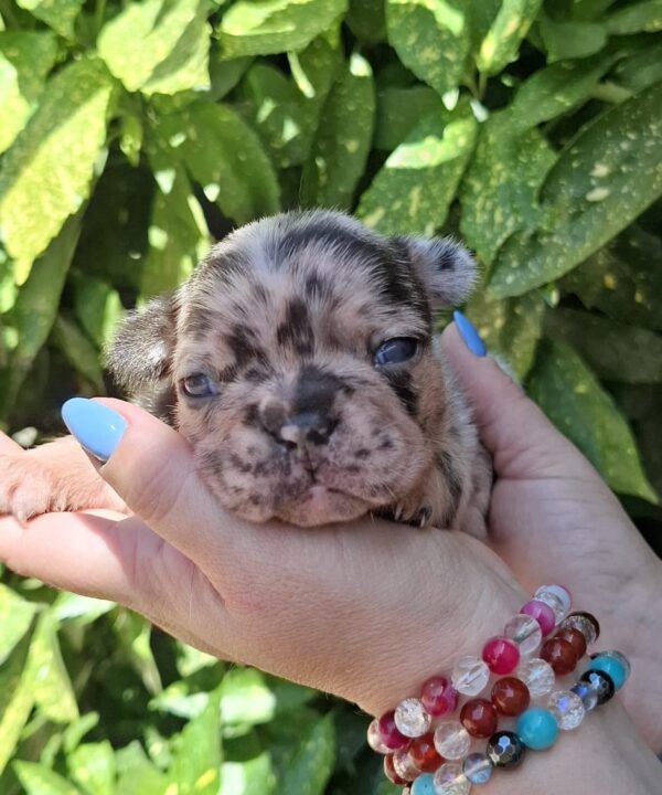 Helen French Bulldog