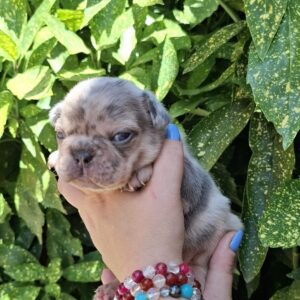 Henry French Bulldog