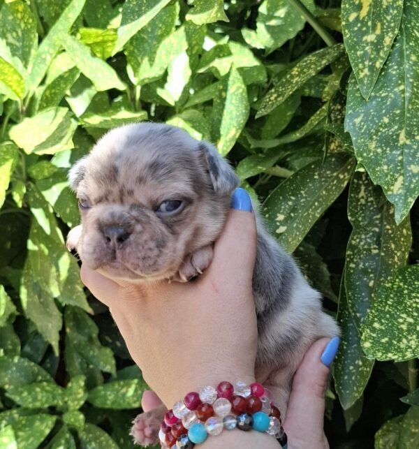 Henry French Bulldog