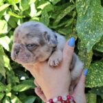 Henry-male-french-bulldog-puppy-for-sale-1 (2)