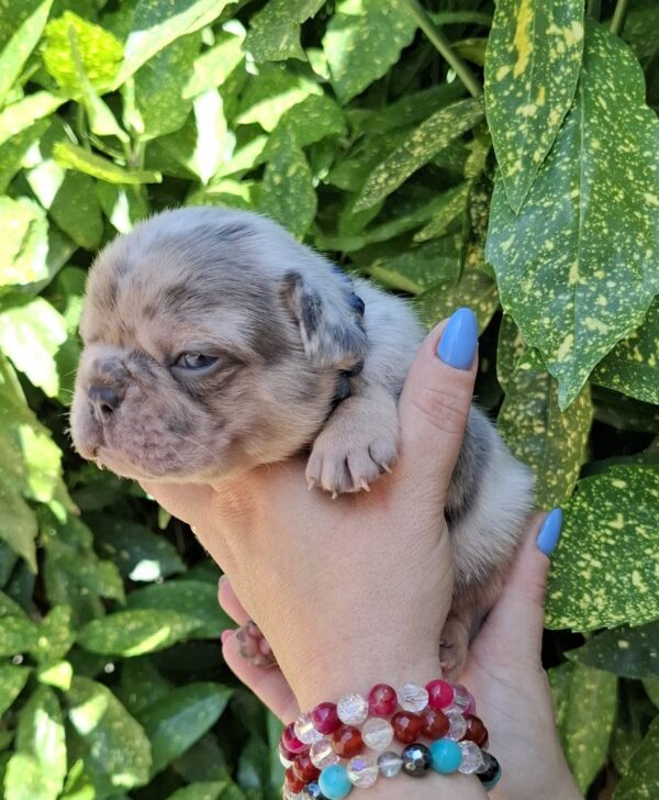Henry French Bulldog