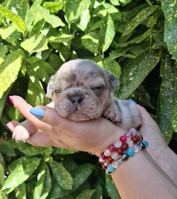 Henry French Bulldog