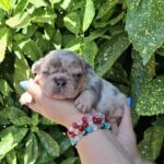 Henry-male-french-bulldog-puppy-for-sale-1 (4)