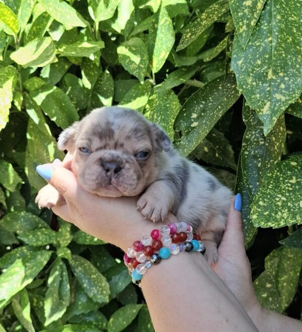 Henry French Bulldog
