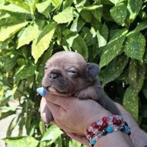 Holly French Bulldog