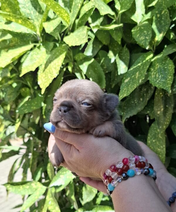 Holly French Bulldog